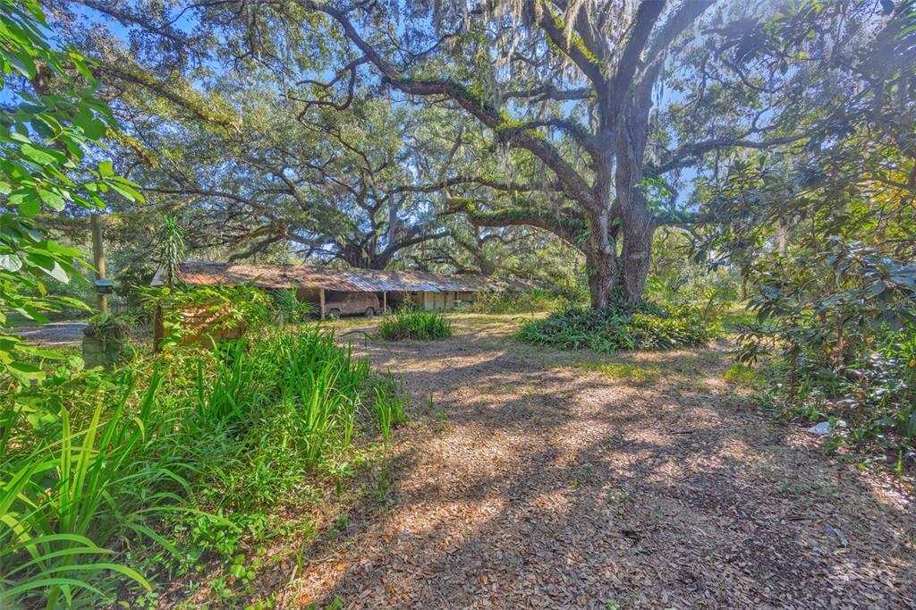 9580 McIntosh Road Dover, FL 33527 - Photo 7 of 15 a view of a yard with plants and a large tree
