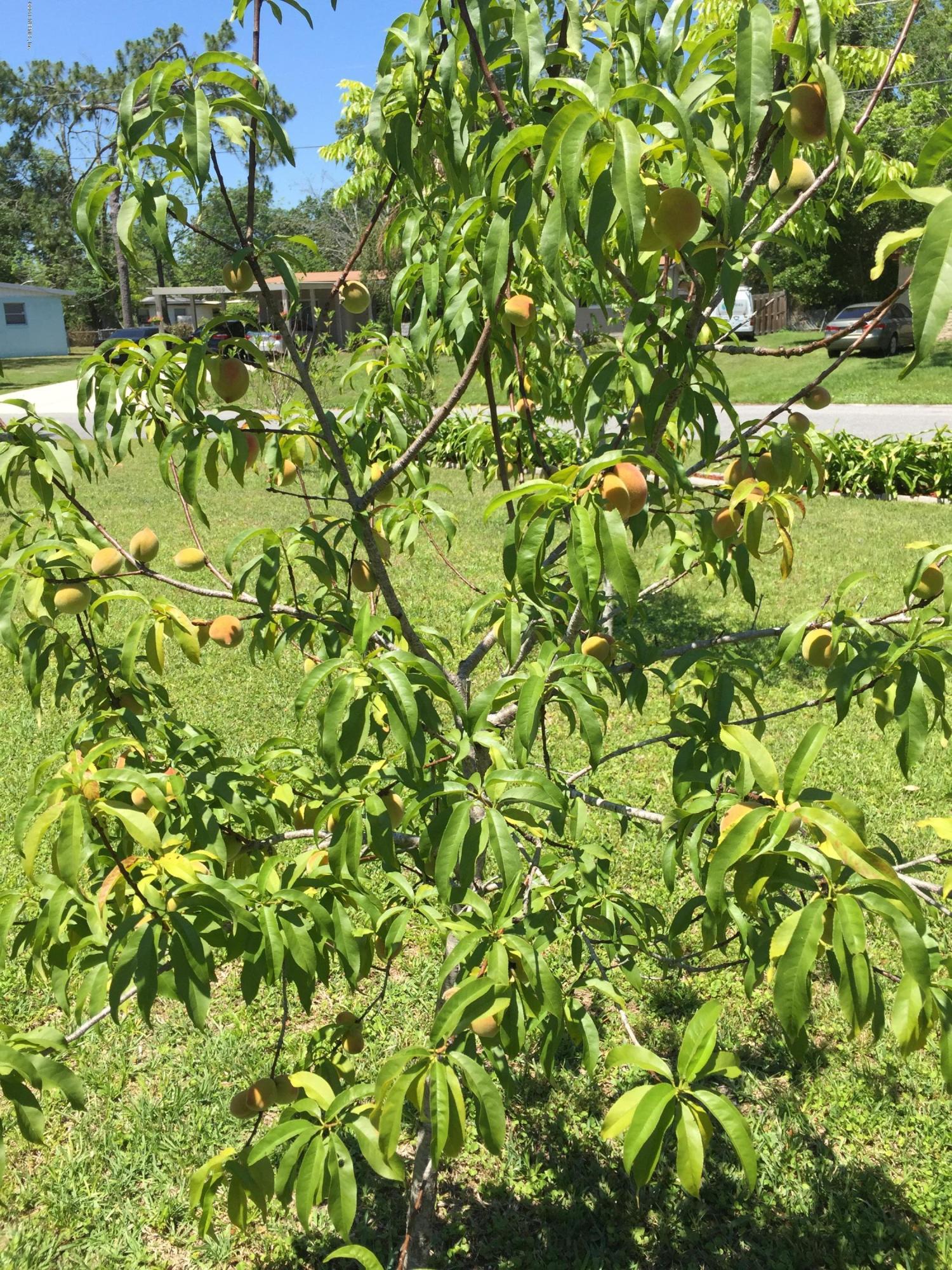 7836 Lavin Road Jacksonville, FL 32221 - Photo 38 of 41 Apple Tree