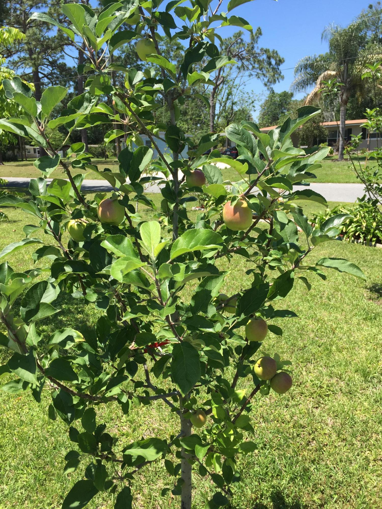 7836 Lavin Road Jacksonville, FL 32221 - Photo 39 of 41 Apple Tree