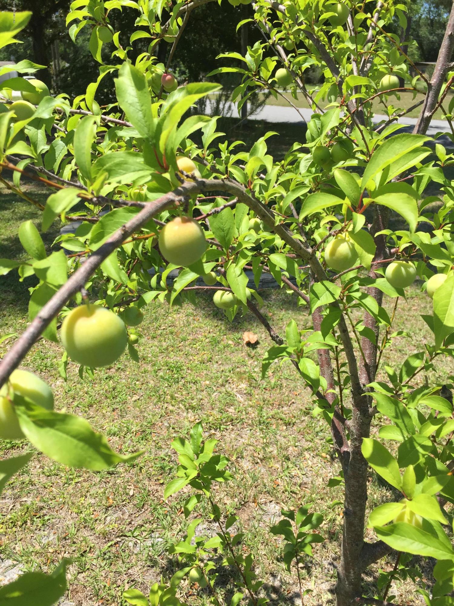 7836 Lavin Road Jacksonville, FL 32221 - Photo 40 of 41 Apple Tree