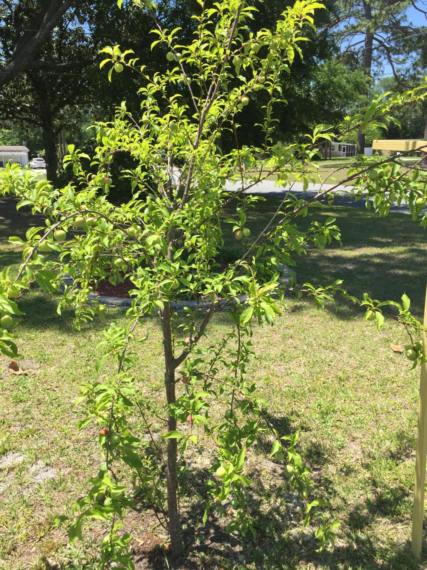 7836 Lavin Road Jacksonville, FL 32221 - Photo 41 of 41 Plum Tree