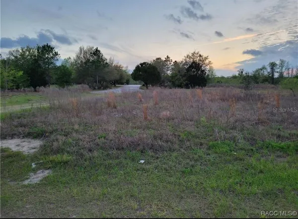a view of a dry yard with trees