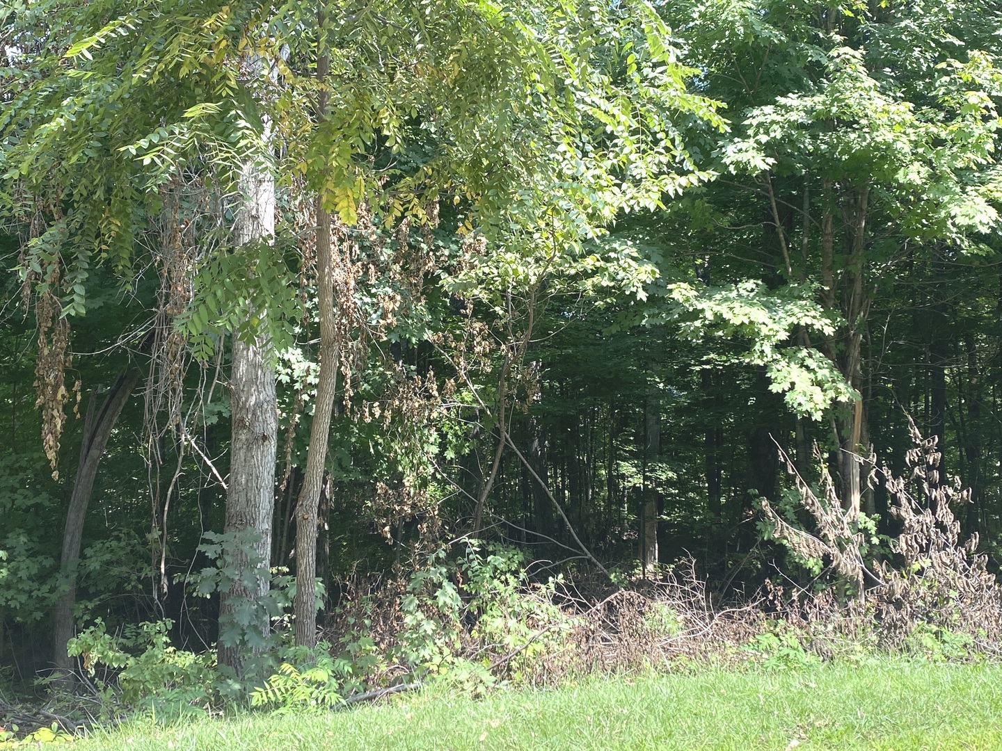 1905 Indian Trail Kankakee, IL 60901 - Photo 1 of 4 a view of forest