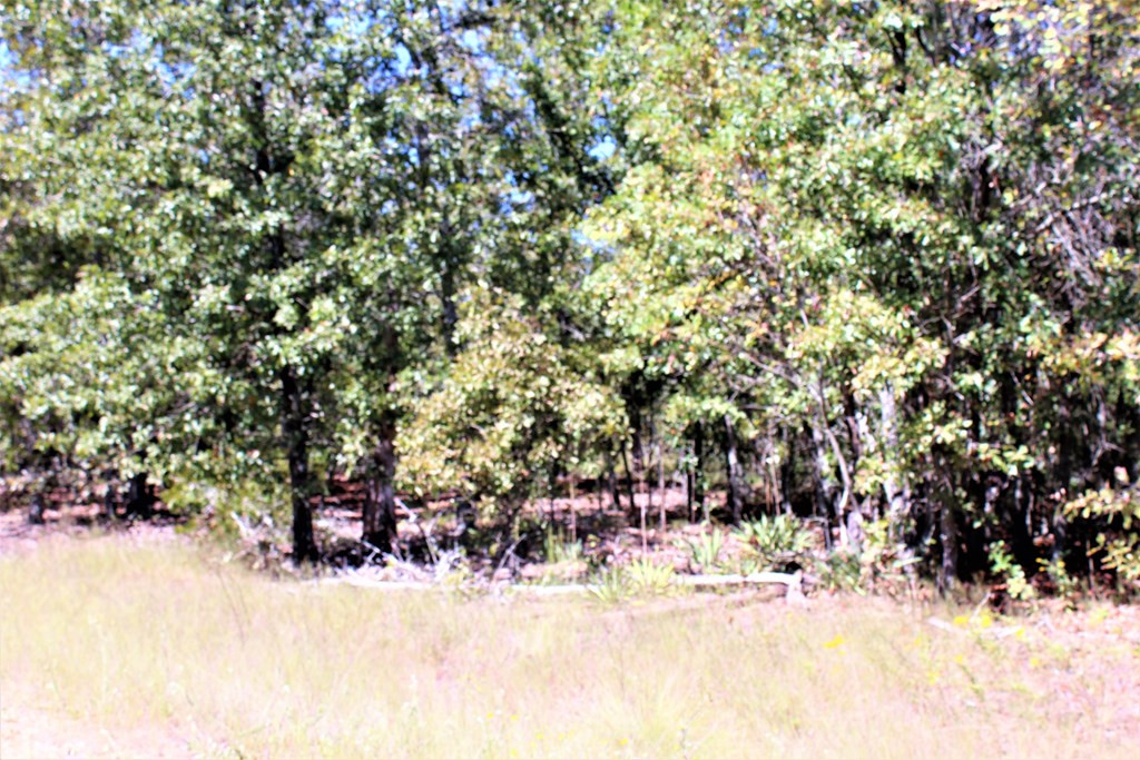 Parcel B Webbs Pond Road Williston, SC 29853 - Photo 10 of 13