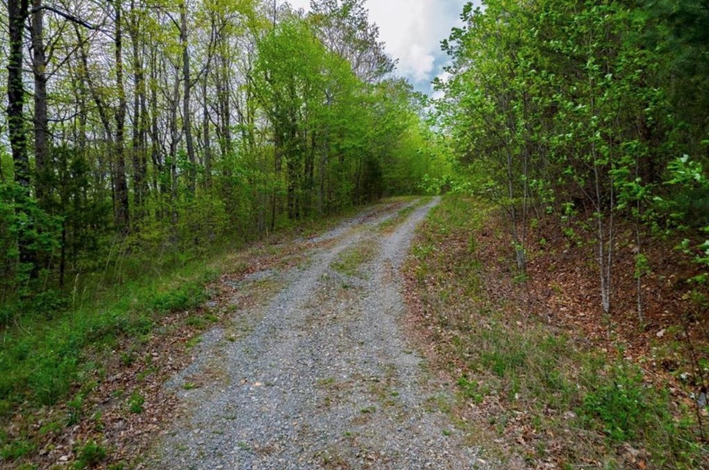 43.91 Old Burnt Mountain Road Ellijay, GA 30536 - Photo 24 of 25