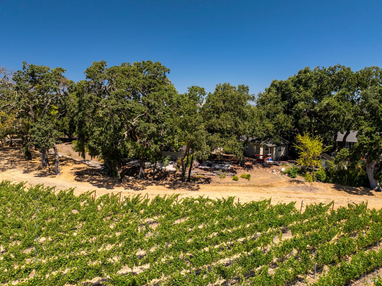 1225 Oakville Grade Road Oakville, CA 94558 - Photo 72 of 76 a view of a yard with an tree