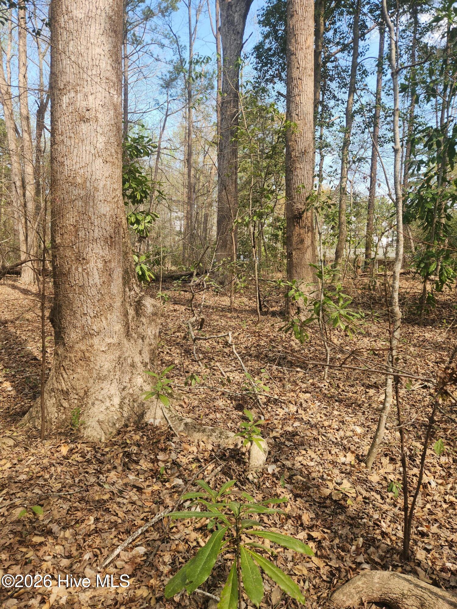 Lot 27 Peed Road Chocowinity, NC 27817 - Photo 4 of 8 20260323_112127