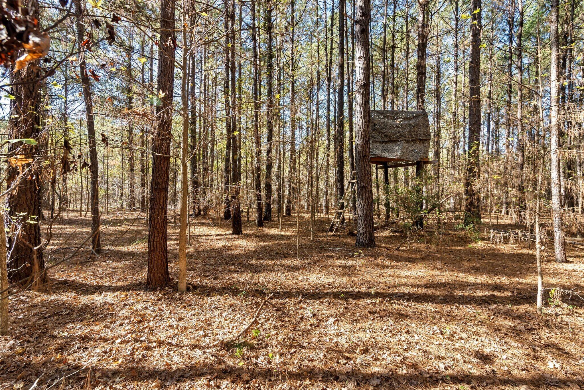 170 Mill Branch Road Orangeburg, SC 29118 - Photo 55 of 62 55-170 Mill Branch_e_Lowcountry_Exposure