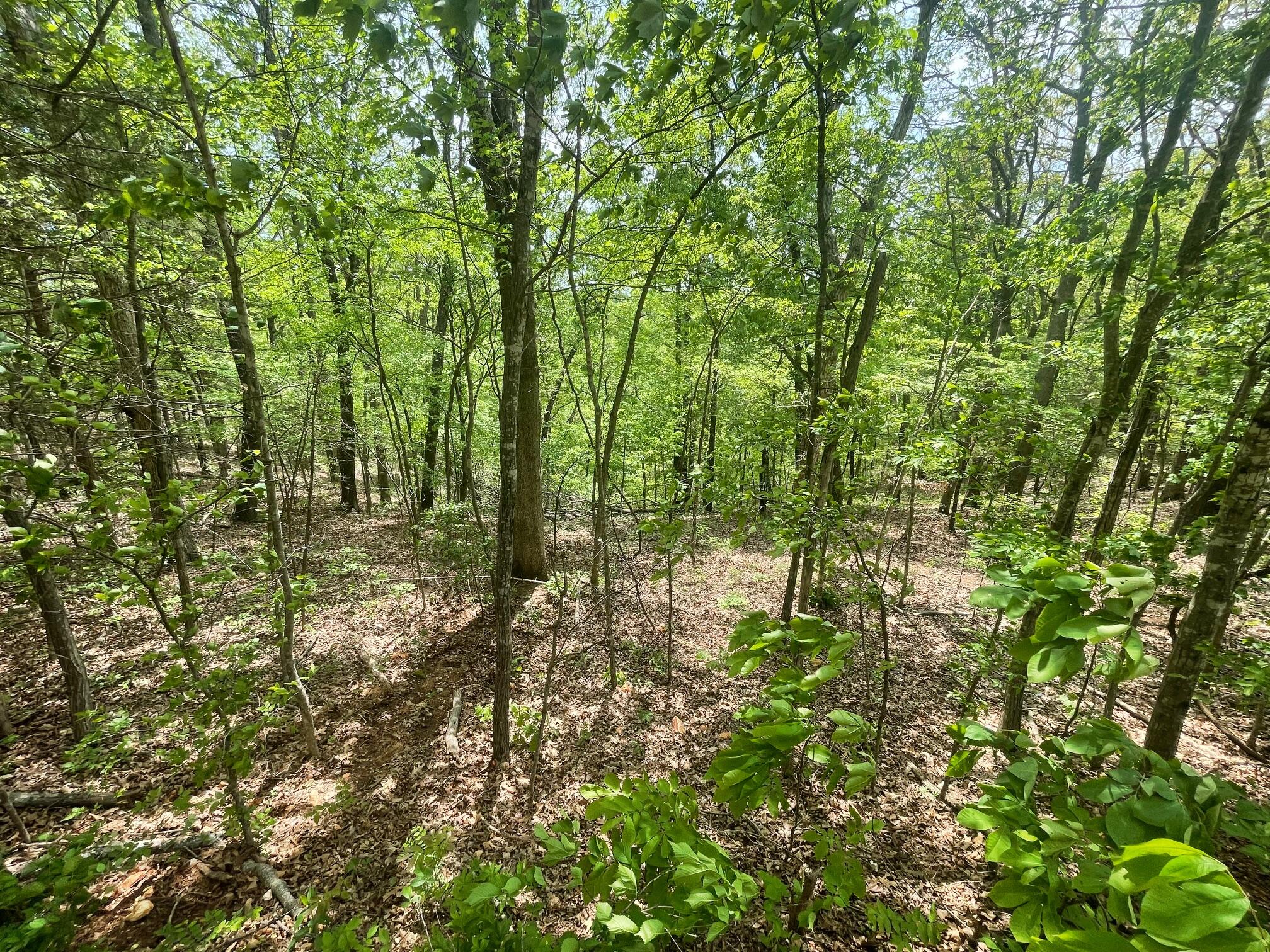 1485 Cowan Ridge Road Powell, MO 65730 - Photo 6 of 12 IMG_5713