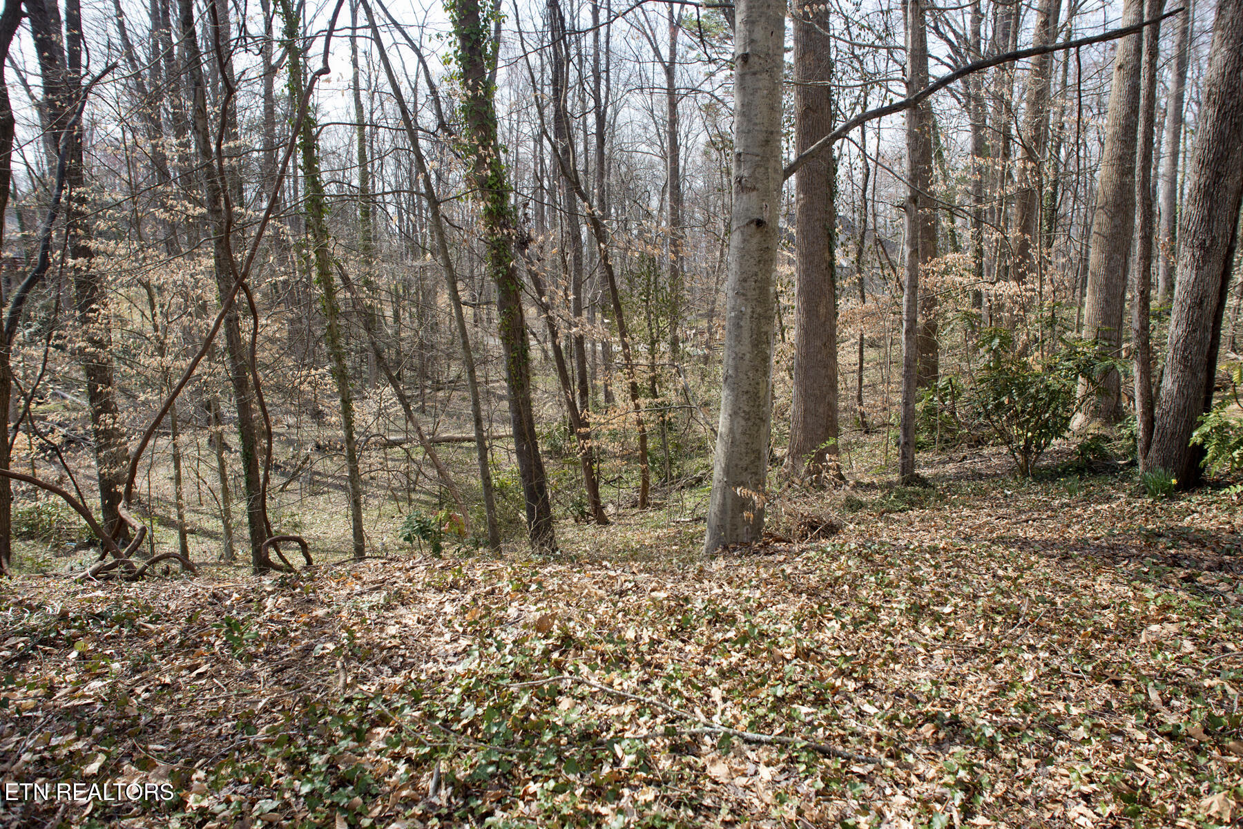 1036 West Outer Drive Oak Ridge, TN 37830 - Photo 43 of 45 Back Yard