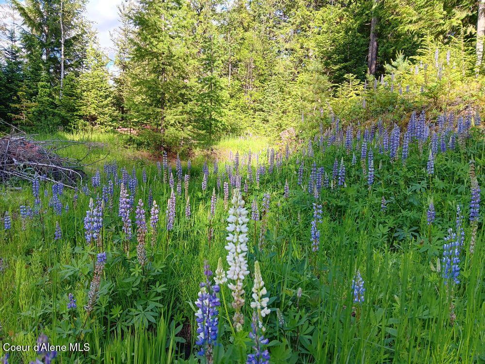 452 Toad Road Priest River, ID 83856 - Photo 29 of 43 IMG_0954