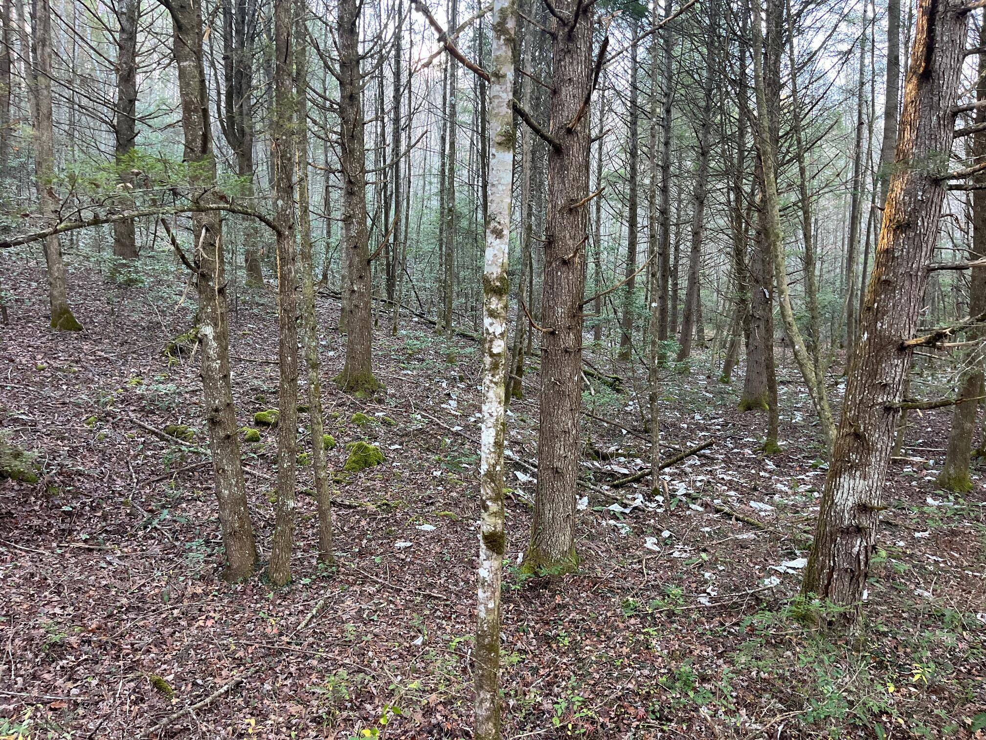 1111 Bee Creek Road Corbin, KY 40701 - Photo 12 of 38 image0 - 2025-11-26T171254.736