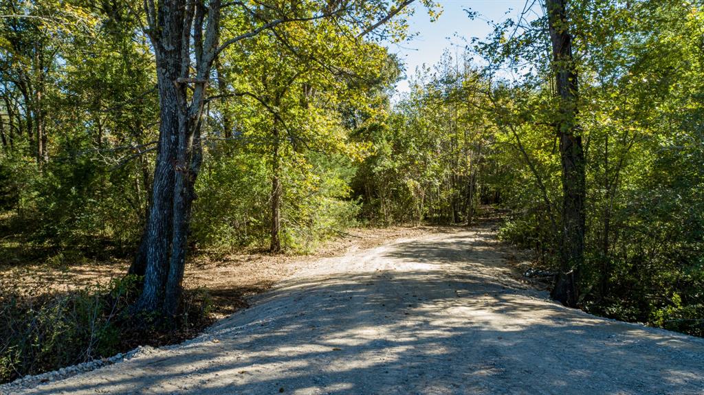 10081 Fm 773 Ben Wheeler, TX 75754 - Photo 2 of 12 a view of a yard with plants and trees