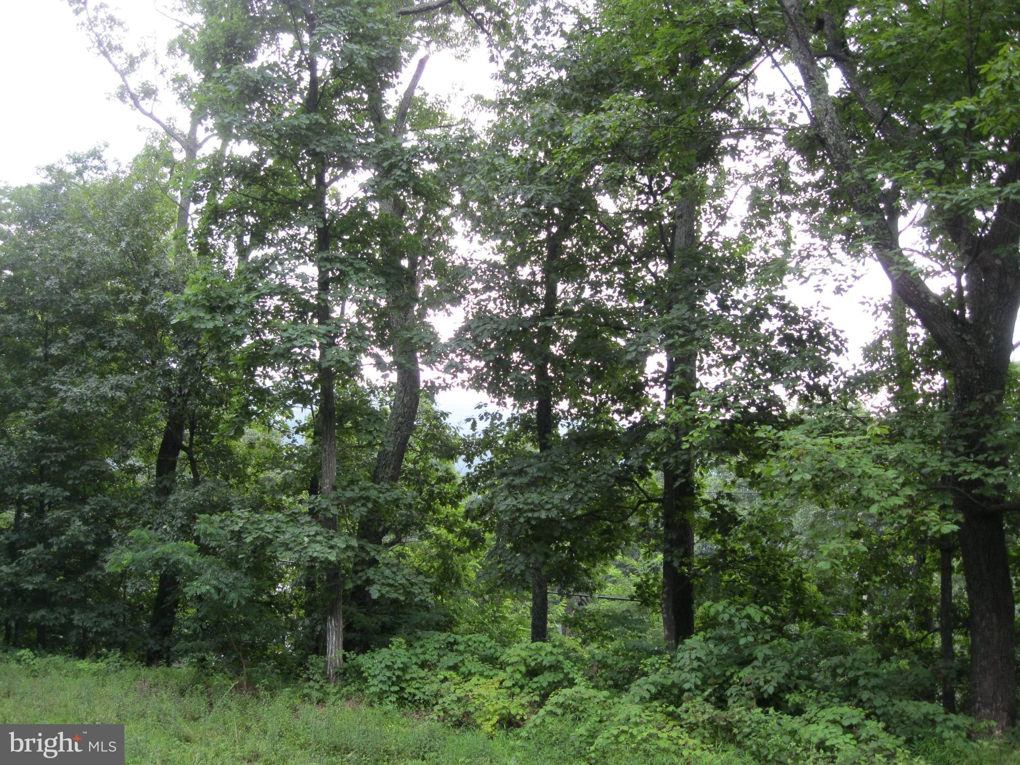 0 Granny Smith Road Linden, VA 22642 - Photo 2 of 27 Gorgeous views & surrounded by trees