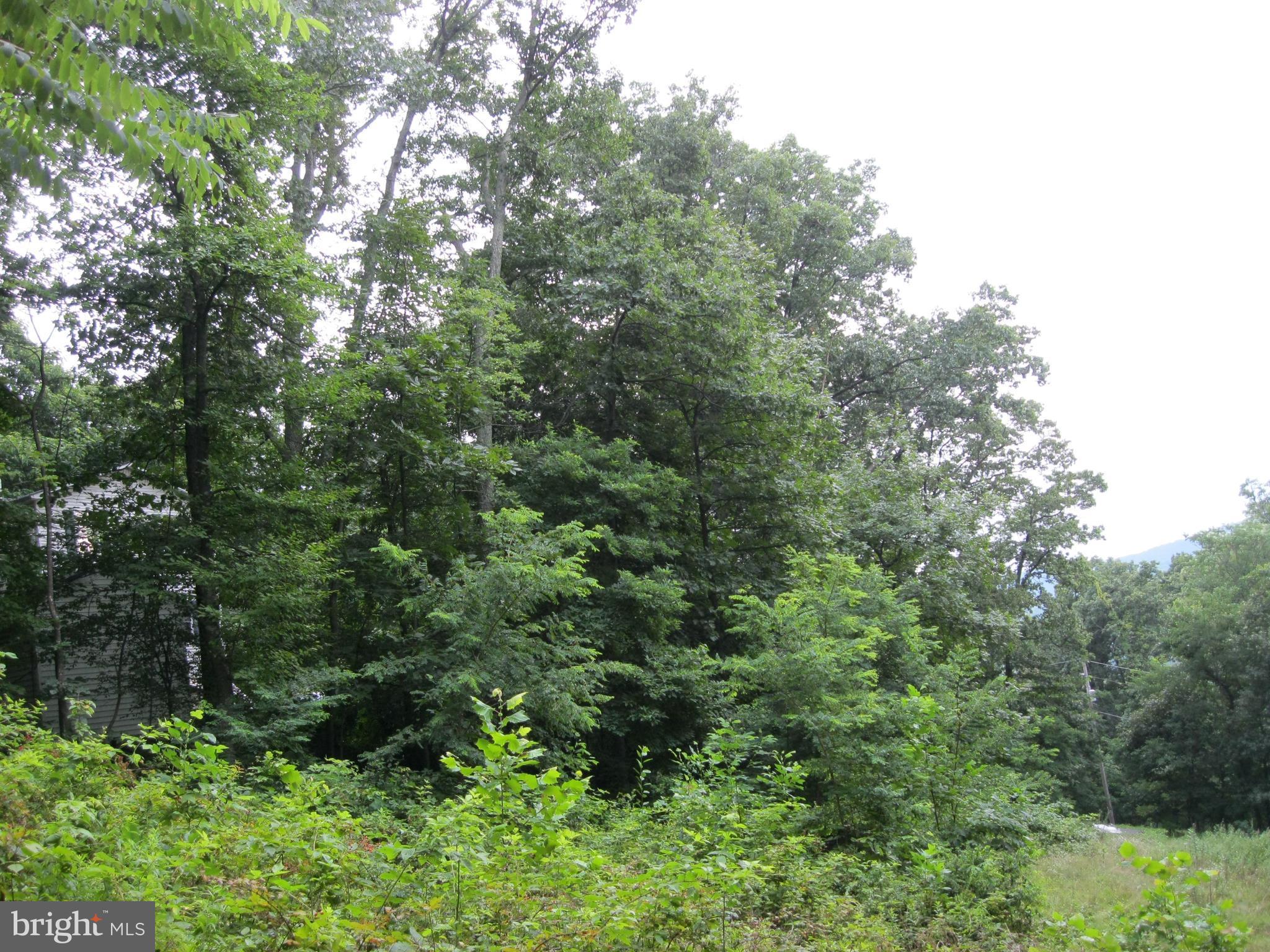 0 Granny Smith Road Linden, VA 22642 - Photo 11 of 27 Trees along property line