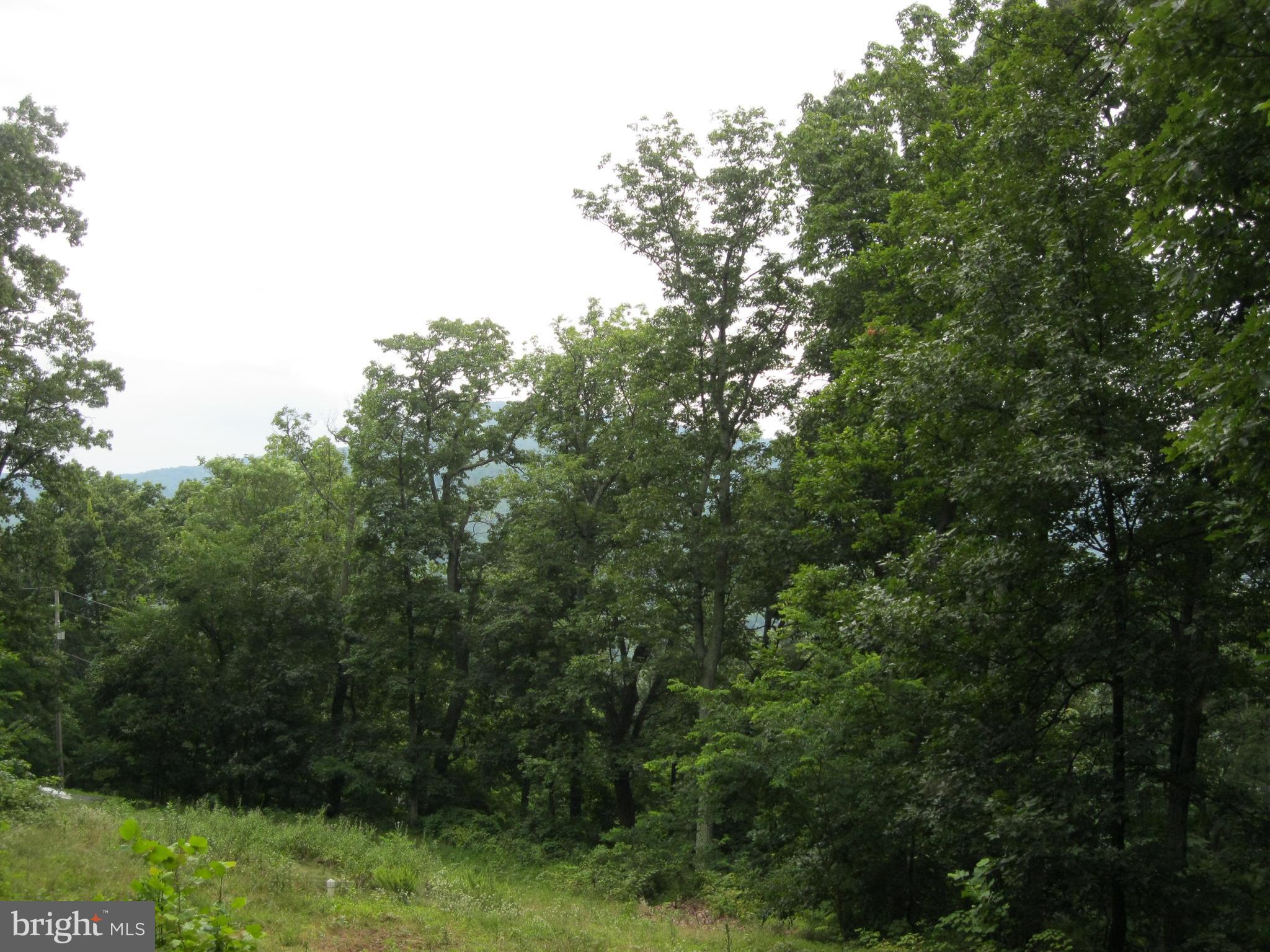 0 Granny Smith Road Linden, VA 22642 - Photo 12 of 27 View toward Granny Smith Road