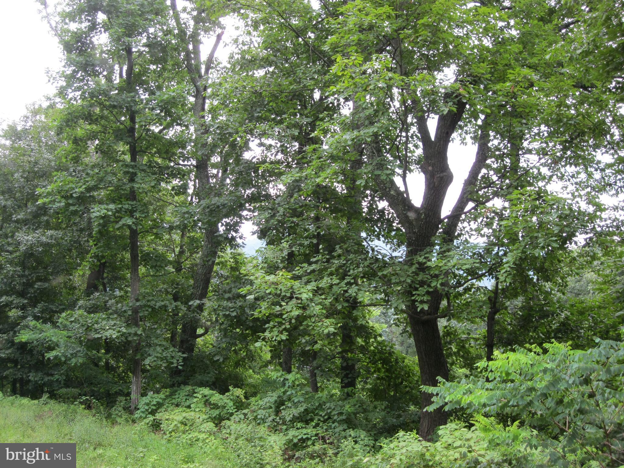 0 Granny Smith Road Linden, VA 22642 - Photo 15 of 27 Trees along front of lot provide privacy