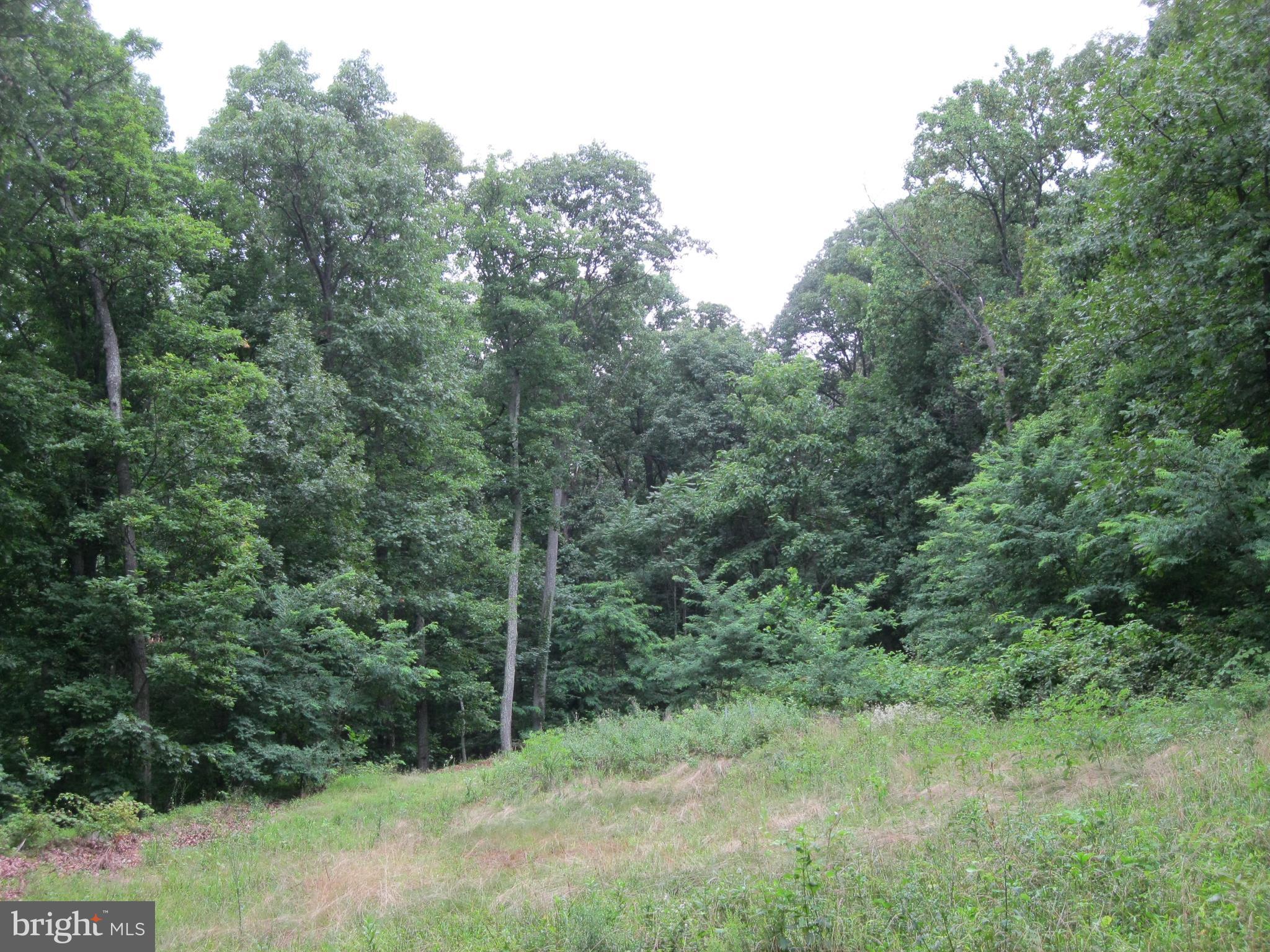 0 Granny Smith Road Linden, VA 22642 - Photo 16 of 27 1.42 acres surrounded by trees & nature