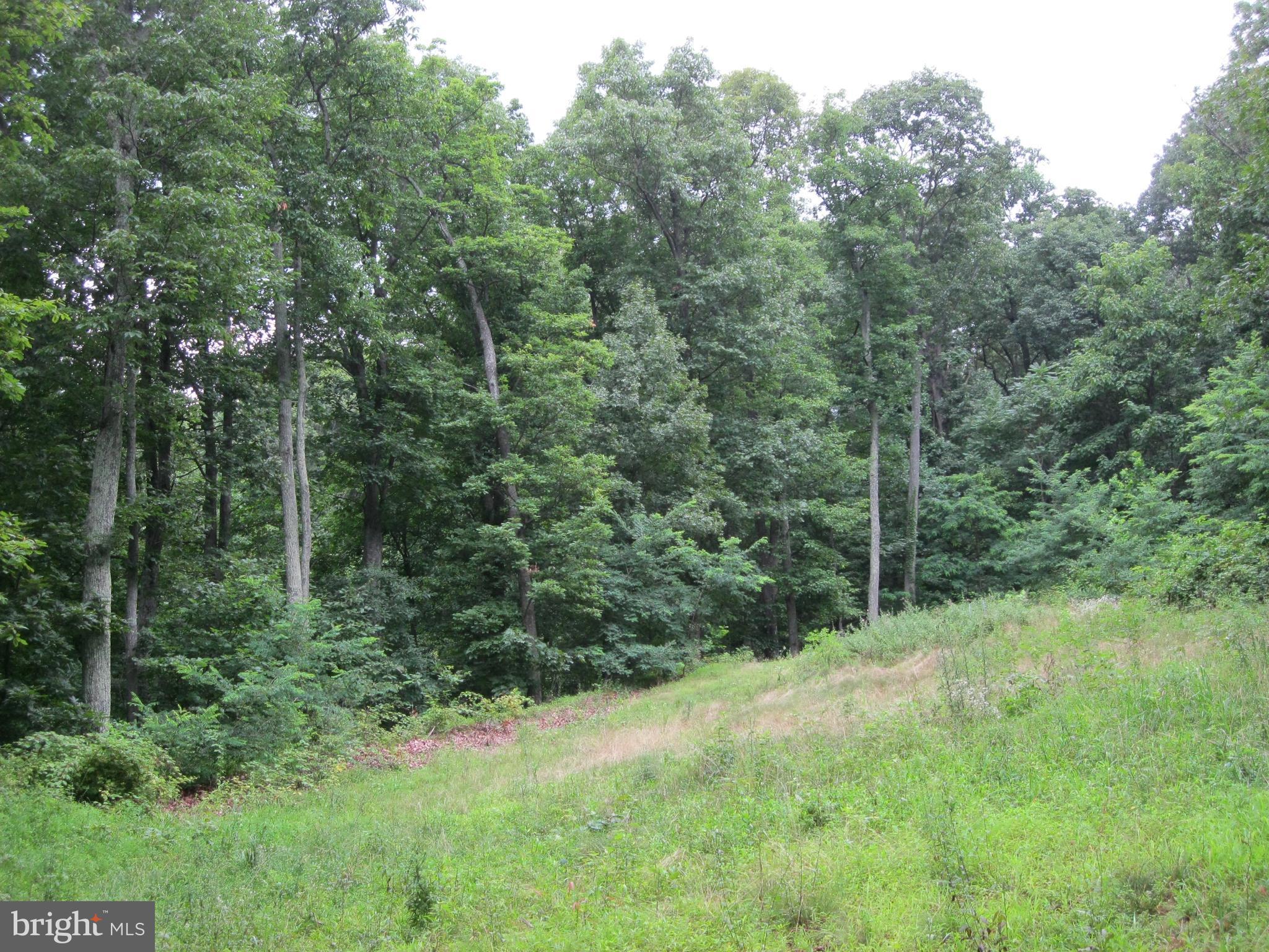0 Granny Smith Road Linden, VA 22642 - Photo 18 of 27 Cleared area surrounded by trees & nature