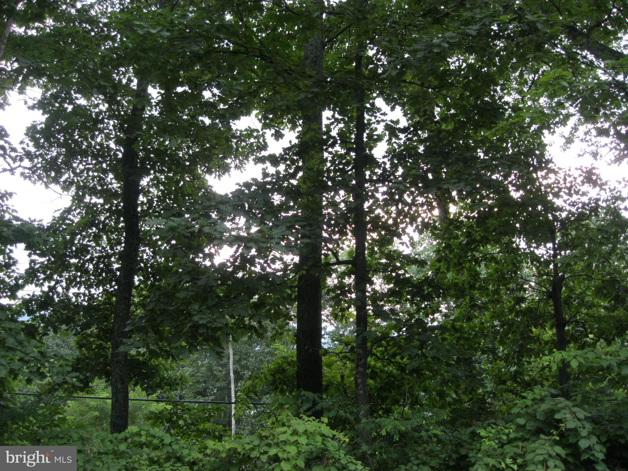 0 Granny Smith Road Linden, VA 22642 - Photo 5 of 27 Front of lot