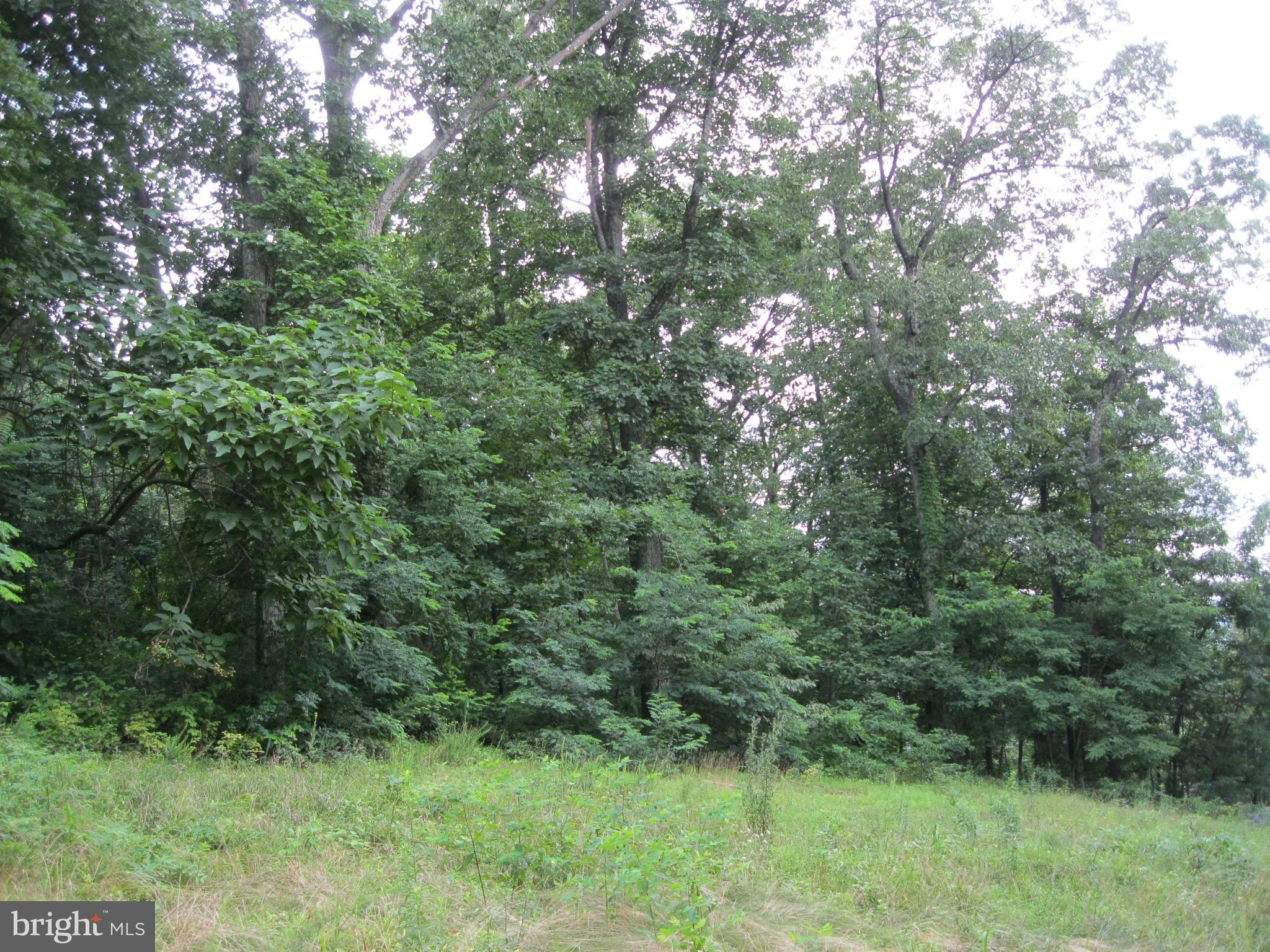 0 Granny Smith Road Linden, VA 22642 - Photo 8 of 27 Left side of property near front of lot