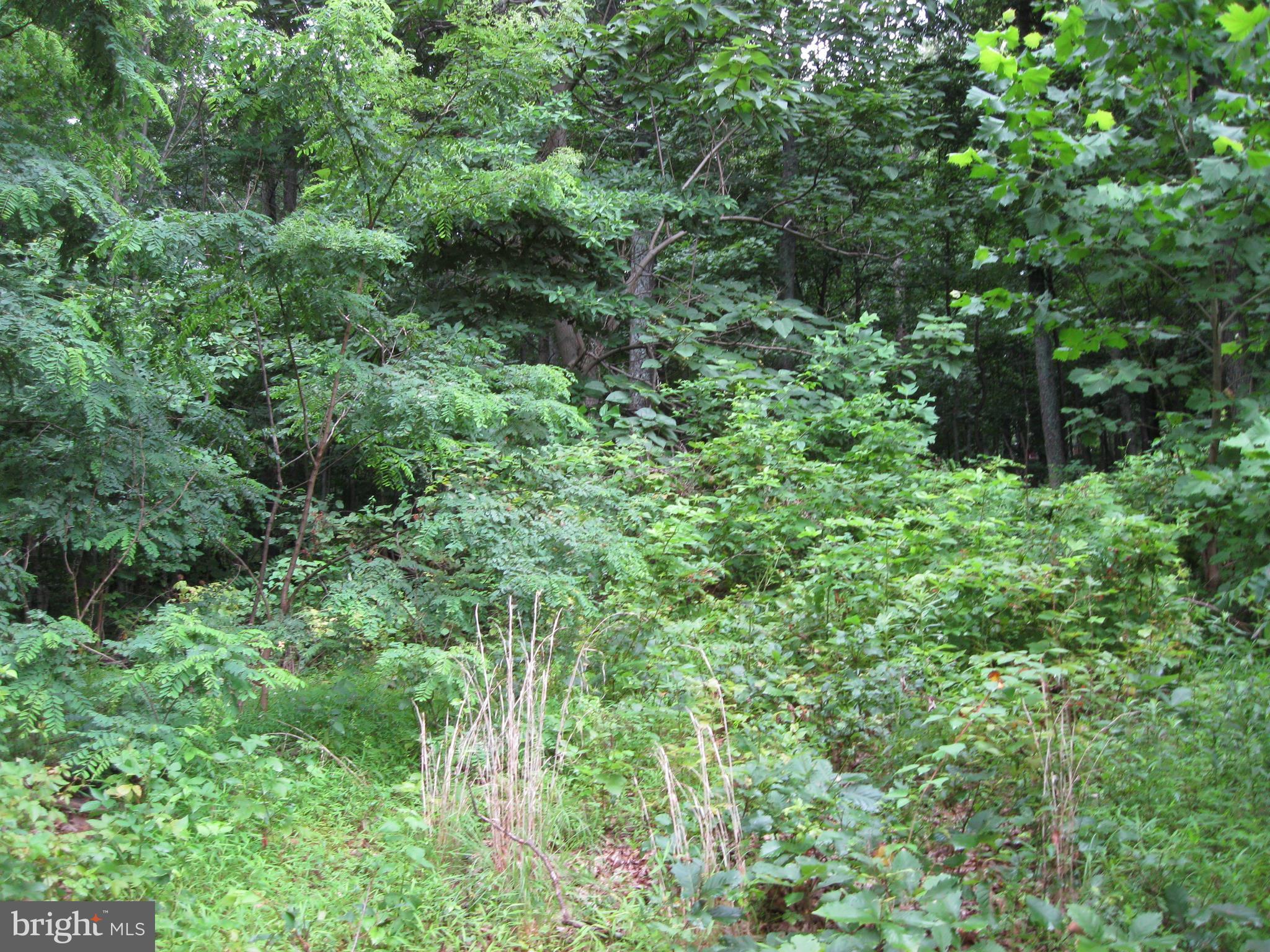 0 Granny Smith Road Linden, VA 22642 - Photo 10 of 27 Beautiful, tranquil & natural setting