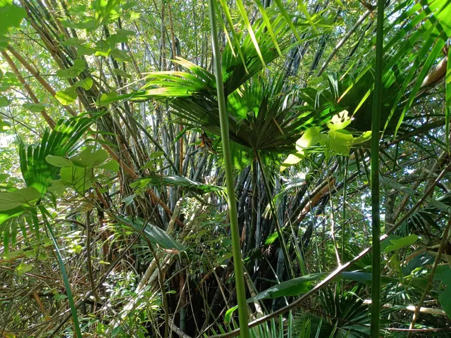 a view of a plant in a garden