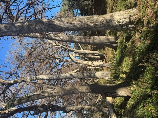 140 Spring Branch Drive Leakey, TX 78873 - Photo 12 of 19