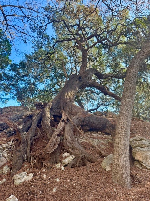 140 Spring Branch Drive Leakey, TX 78873 - Photo 13 of 19