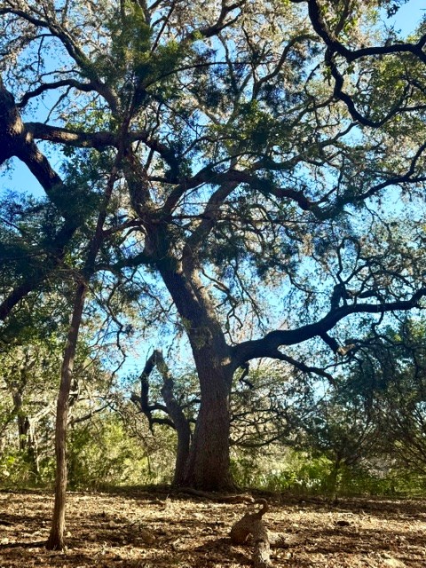 140 Spring Branch Drive Leakey, TX 78873 - Photo 14 of 19