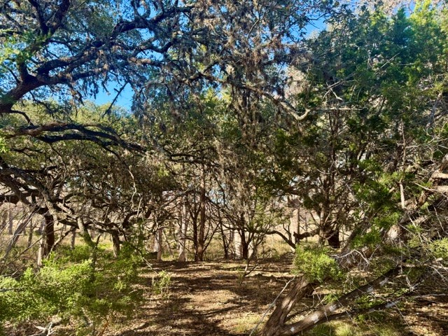 140 Spring Branch Drive Leakey, TX 78873 - Photo 4 of 19