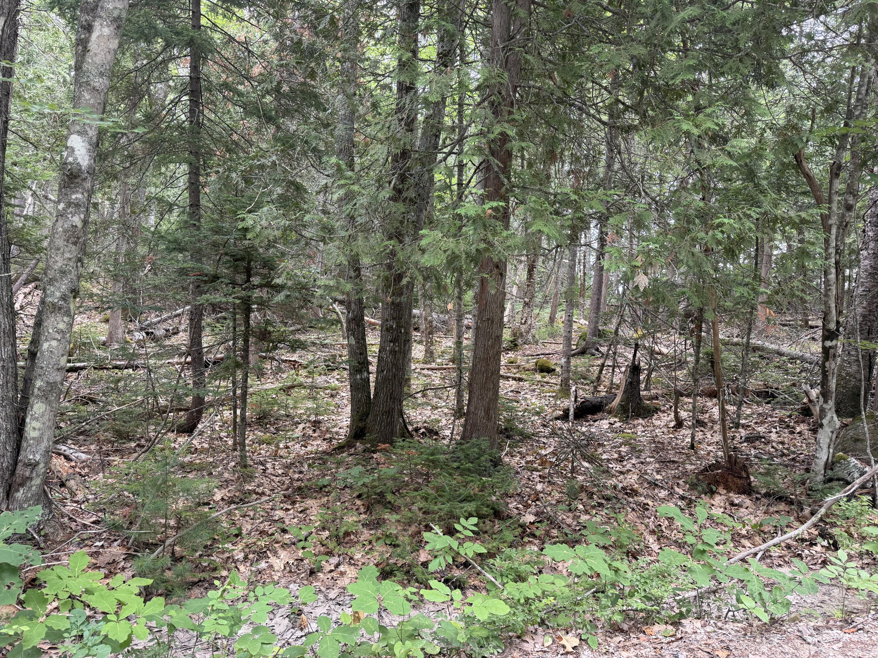 0 Youngs Point Road Brooksville, ME 04617 - Photo 1 of 3 IMG_2679