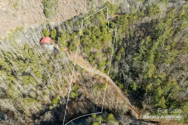 a view of a forest with a tree