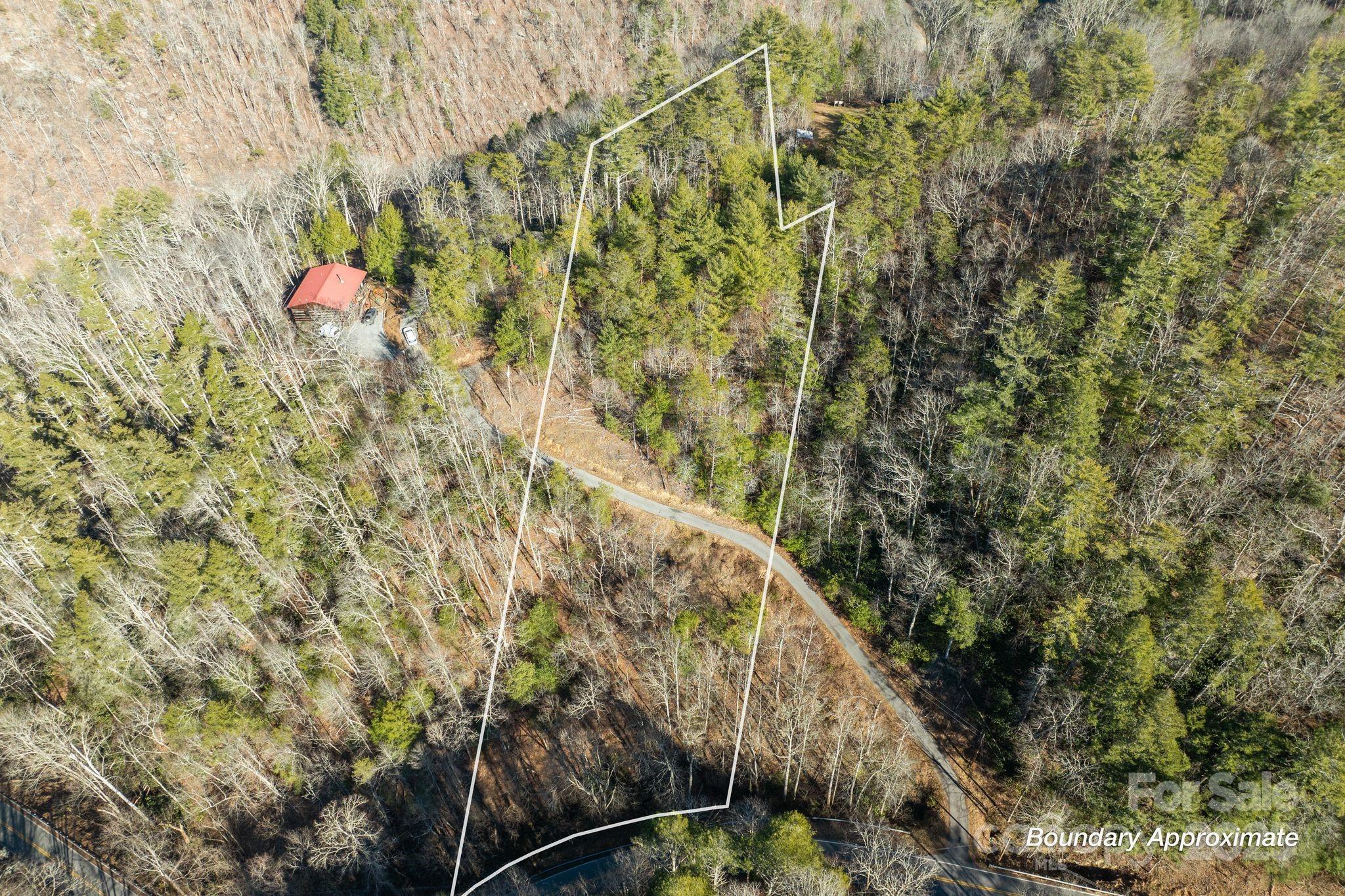 a view of a forest with a tree