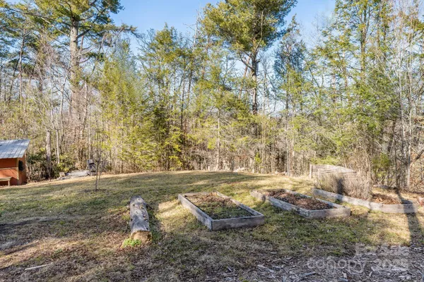 a view of a forest with a tree