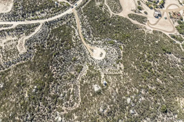 a close up of a tree