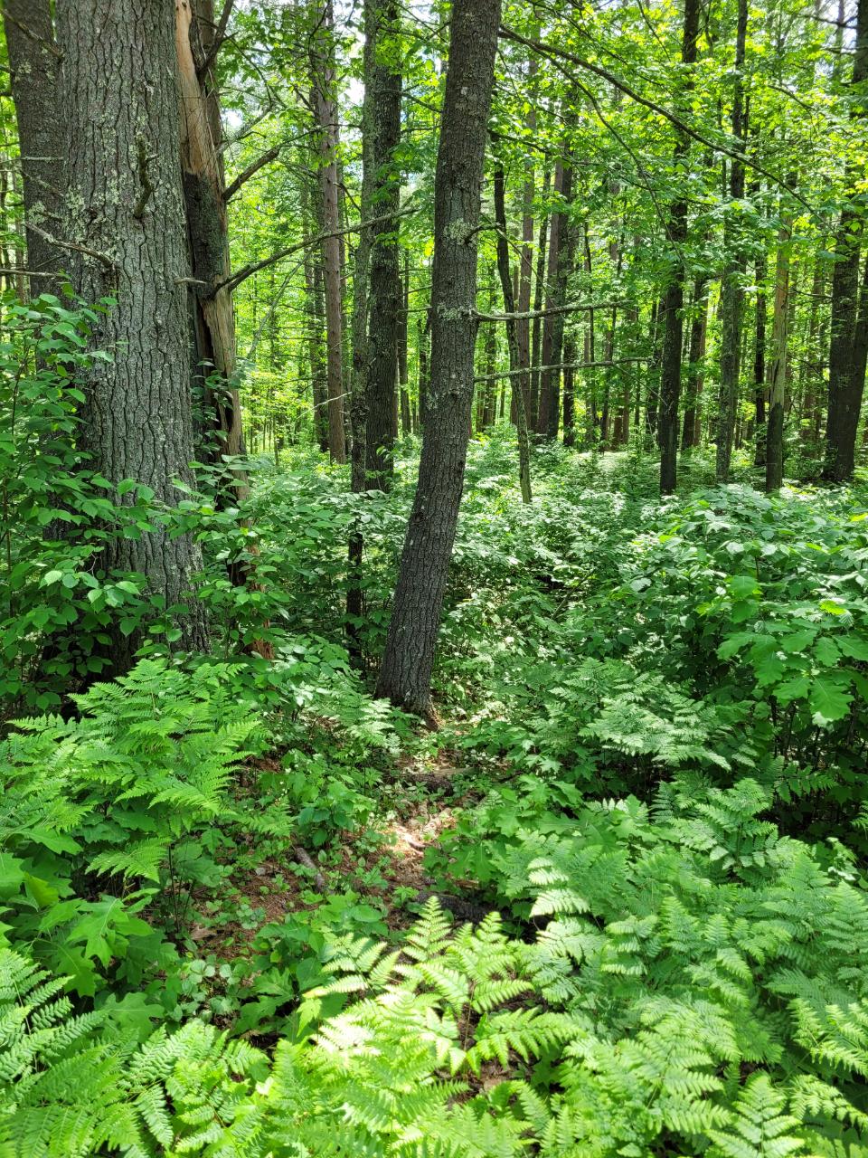 0 Clear Lake Road Manitowish Waters, WI 54545 - Photo 1 of 4 Gallery Image 1