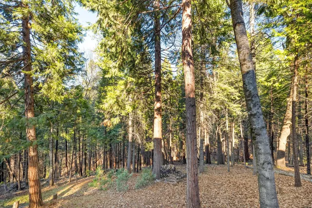 a view of a forest filled with trees