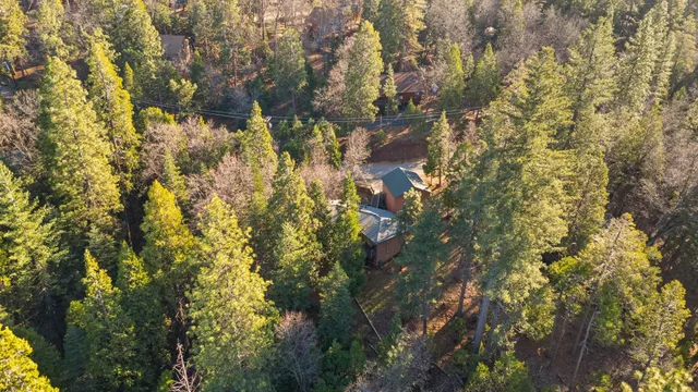 a view of a forest with trees in the background