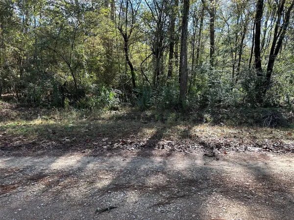 a view of a forest with trees in the background