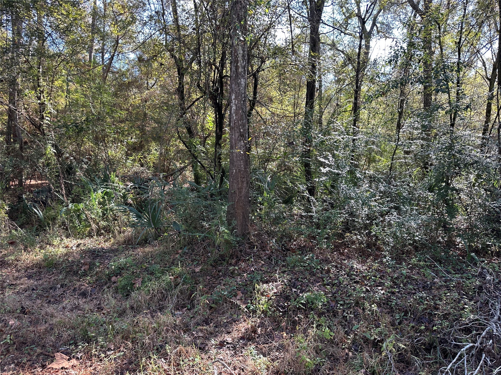 0 County Road 3612 Splendora, TX 77372 - Photo 3 of 7 a view of a forest with trees in the background