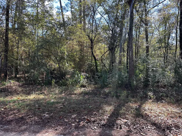 a view of a forest with trees in the background