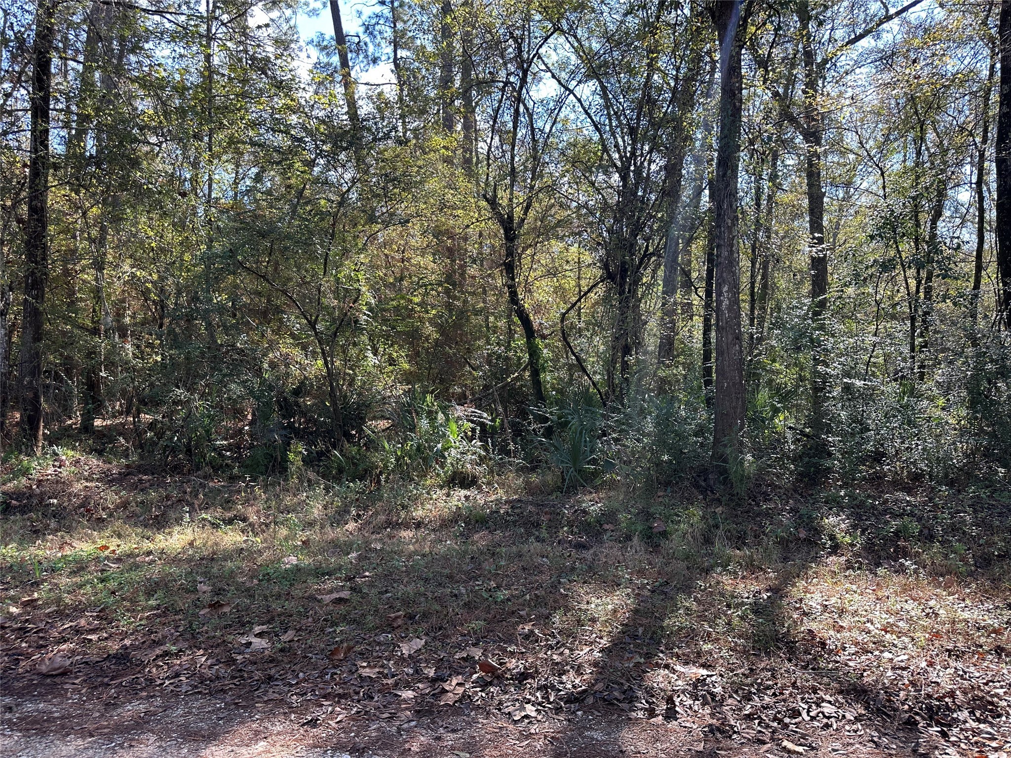 0 County Road 3612 Splendora, TX 77372 - Photo 4 of 7 a view of a forest with trees in the background