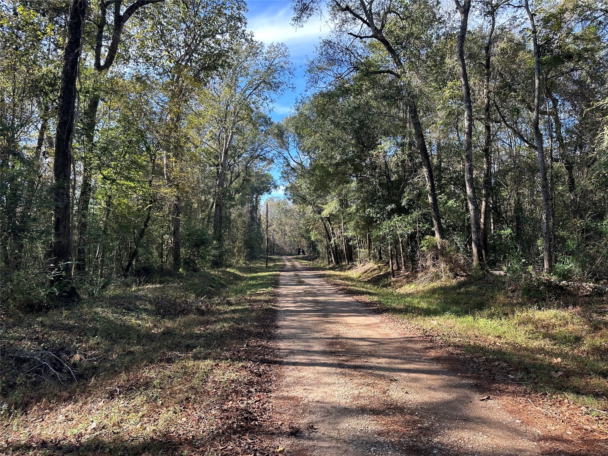 0 County Road 3612 Splendora, TX 77372 - Photo 5 of 7 a view of yard with tree