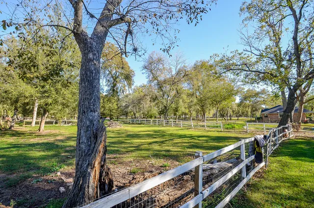 a view of a yard with large trees