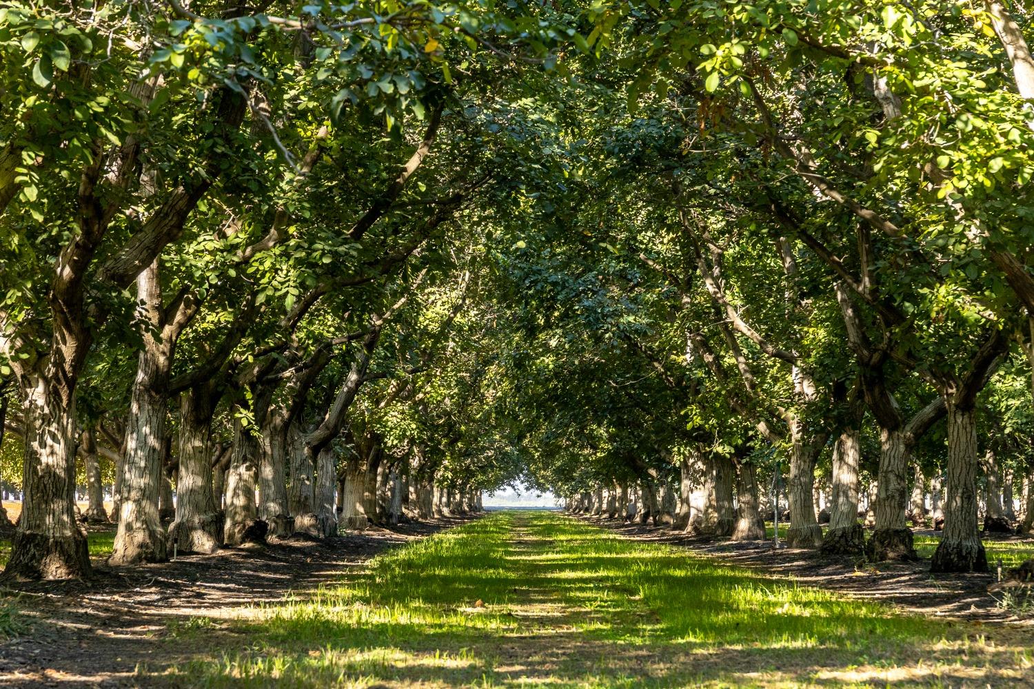 1604 Highway 45 Knights Landing, CA 95645 - Photo 2 of 20 a view of lawn chairs and yard