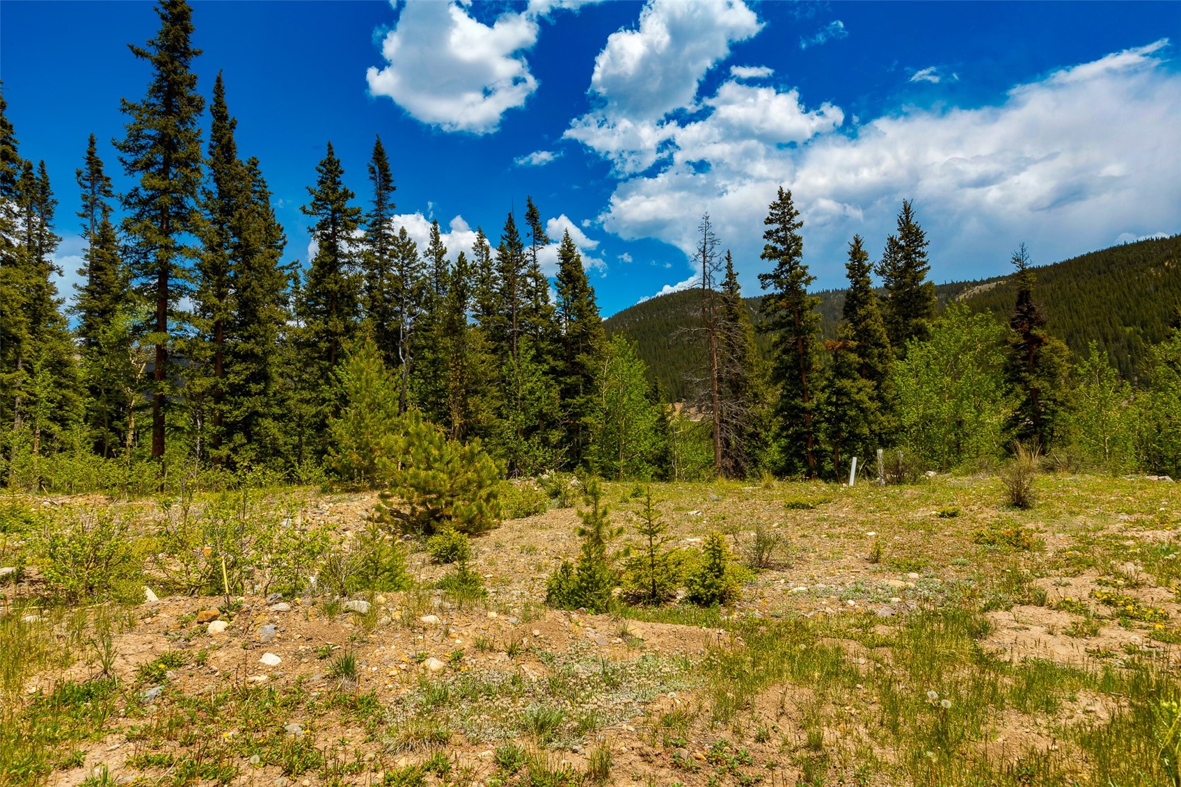 522 Quartzville Road Alma, CO 80420 - Photo 1 of 46 a view of a large yard with lots of trees