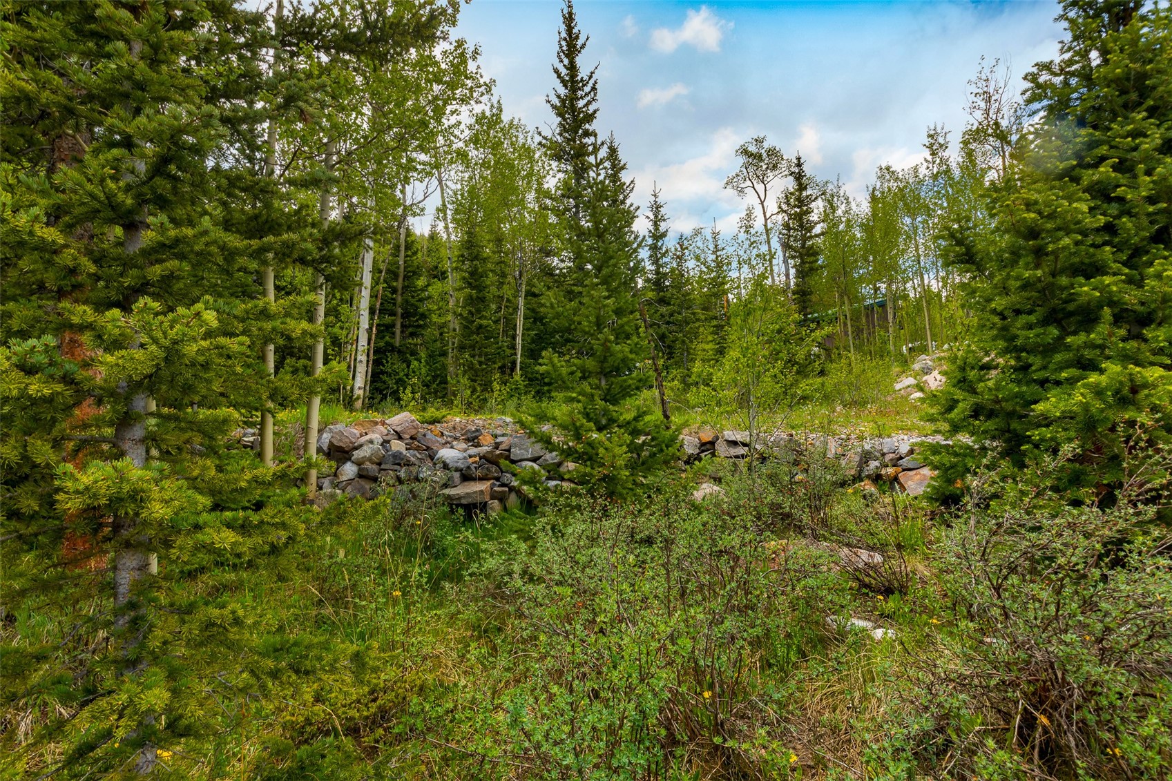 522 Quartzville Road Alma, CO 80420 - Photo 29 of 46 a view of a forest with a tree