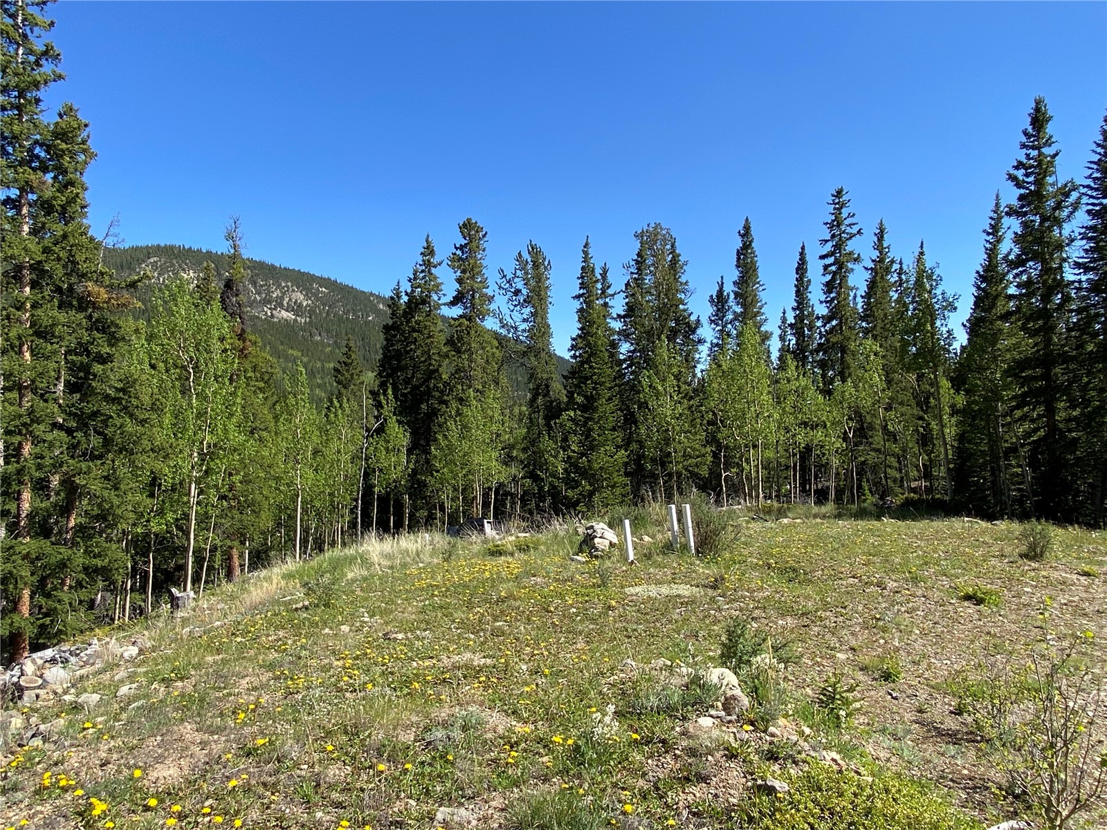 522 Quartzville Road Alma, CO 80420 - Photo 36 of 46 a view of large trees with a yard