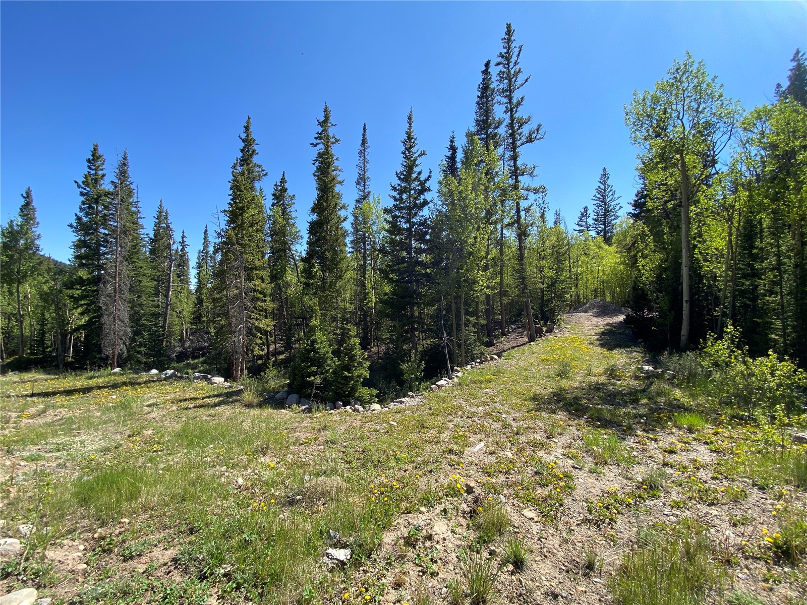 522 Quartzville Road Alma, CO 80420 - Photo 41 of 46 a view of a yard with trees in the background